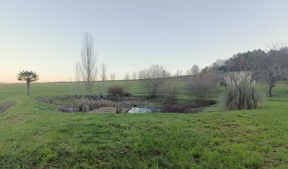 L'étang au fond du pré, son ponton, son palmier et ses herbes de la pampa